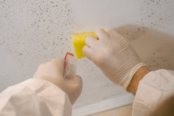 Best Mold Removal for HVAC Installations  in USA